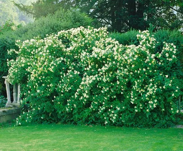 Smultronschersmin Goliat 80–100 cm (Philadelphus (Lemoinei-Gruppen) 'Mont Blanc')