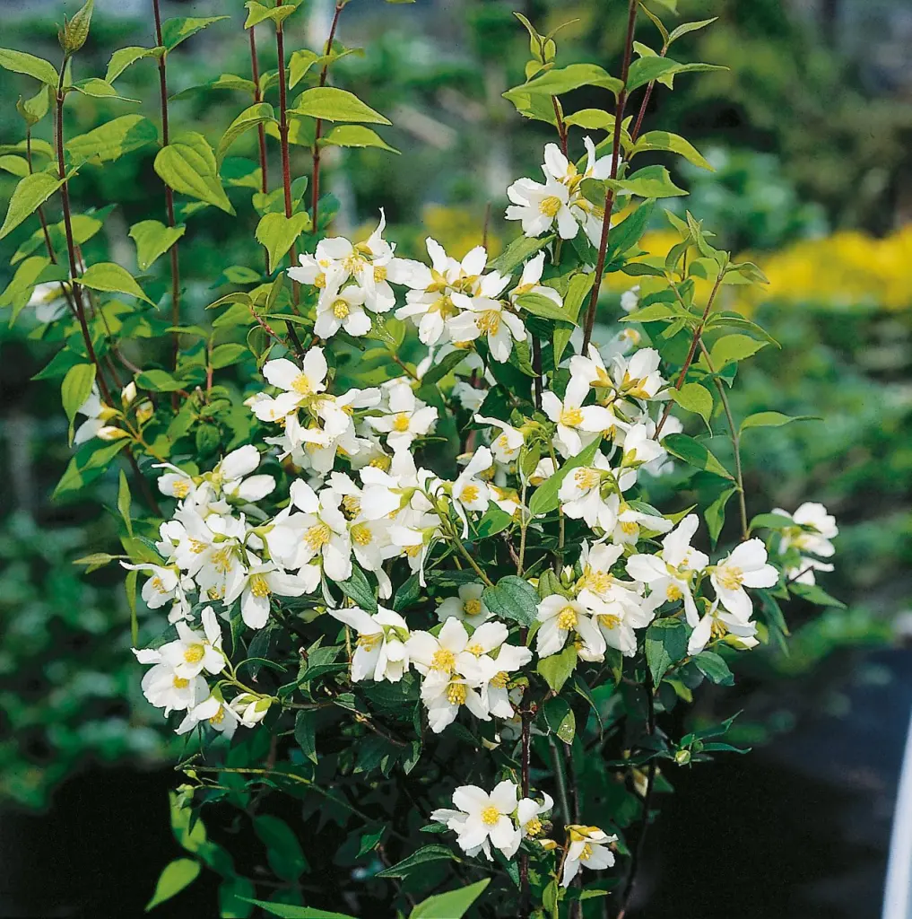 Smultronschersmin (Philadelphus (Lemoinei-Gruppen) ’Mont Blanc’): närbild av blommorna