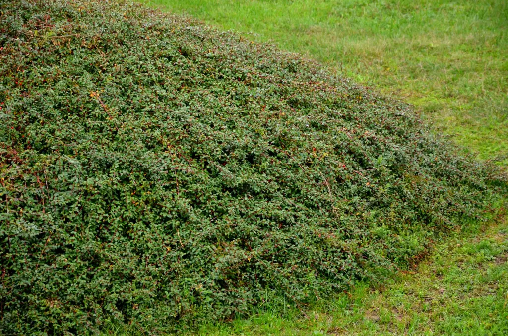 Svenskt parkoxbär ’Coral Beauty’ 20–40 cm (Cotoneaster x suecicus 'Coral Beauty')