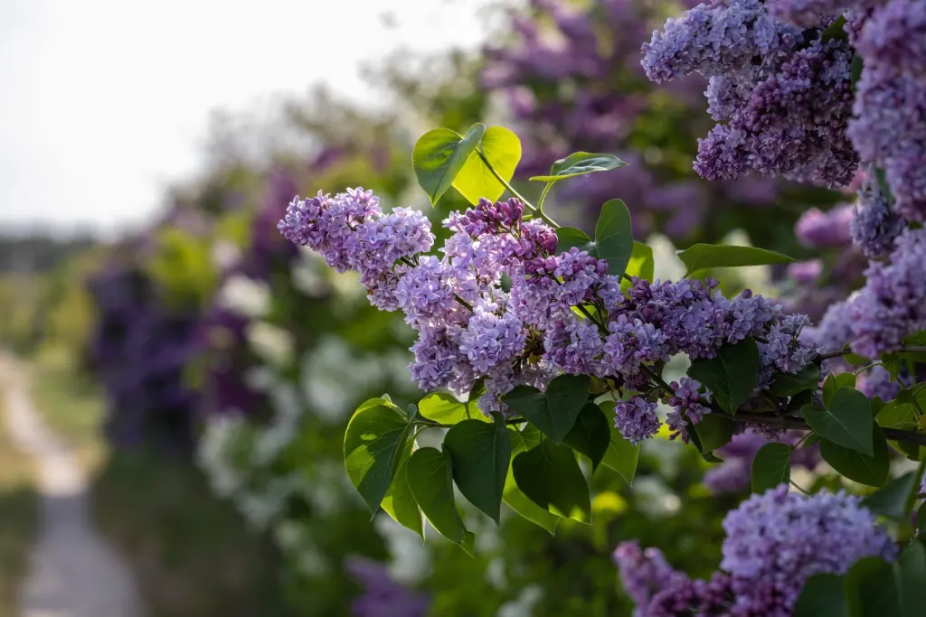 Syren (Syringa vulgaris): blommor på nära håll
