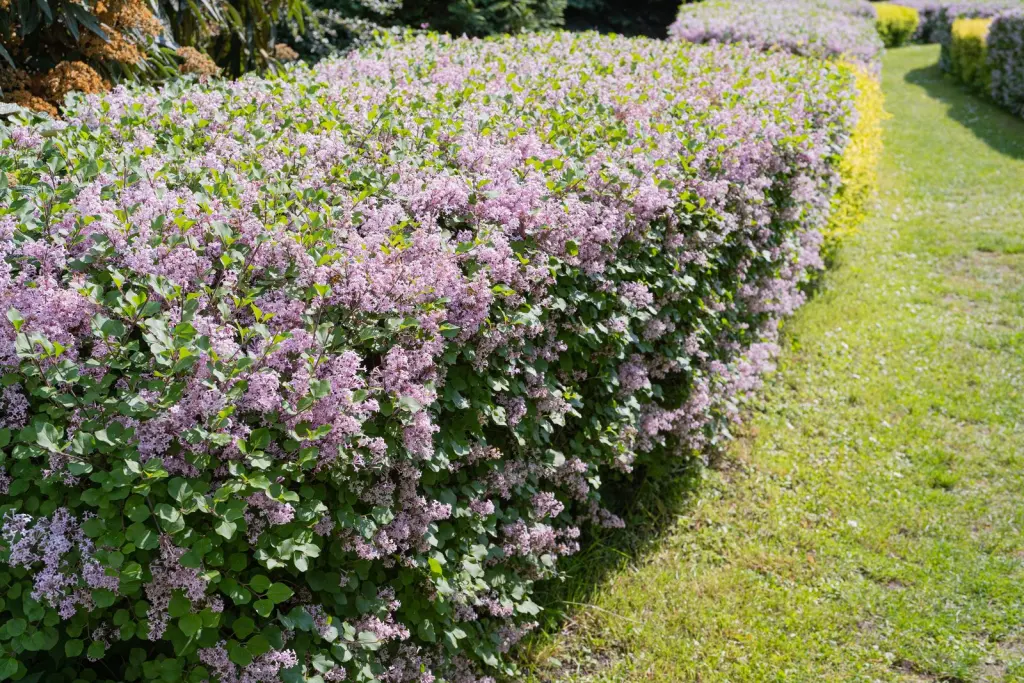 Syren 50–80 cm, 1–2 grenar (Syringa vulgaris)
