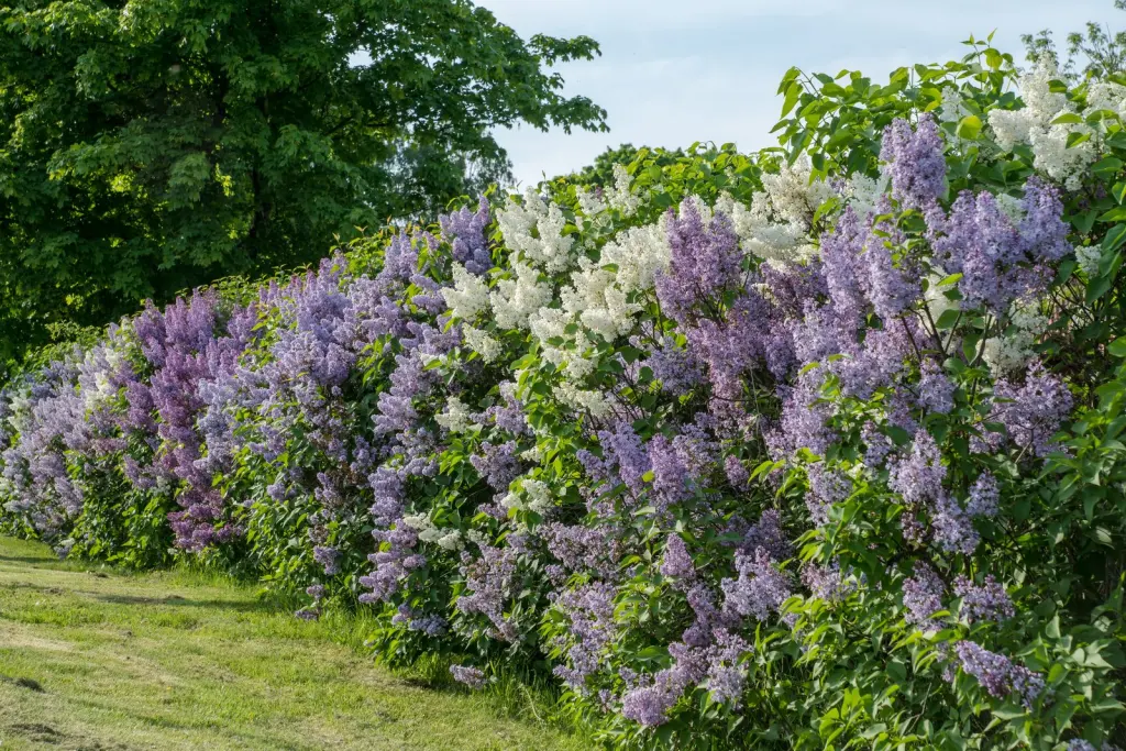 Syren (Syringa vulgaris): buskar i blom
