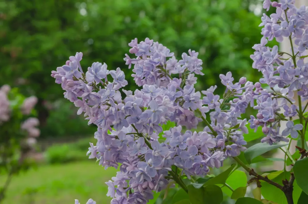 Syren (Syringa vulgaris): blomställningar i närbild