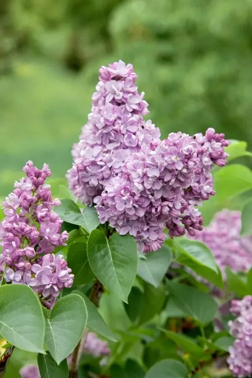 Syren (Syringa vulgaris): närbild av blommorna