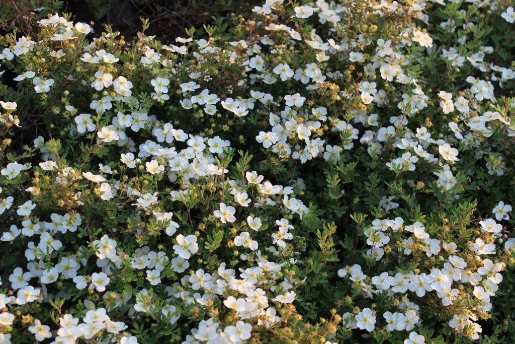 Trädgårdstok ’Abbotswood’ 30–50 cm (Dasiphora (Fruticosa-Gruppen) 'Abbotswood')