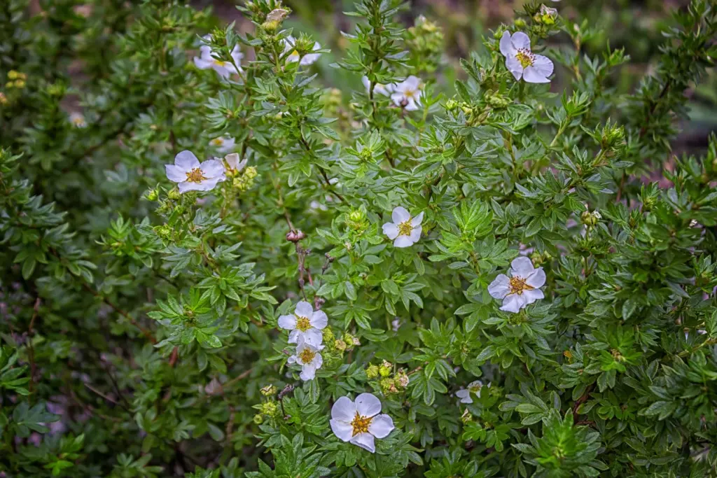 Trädgårdstok ’Abbotswood’ (Dasiphora (Fruticosa-Gruppen) ’Abbotswood’): närbild av blommorna