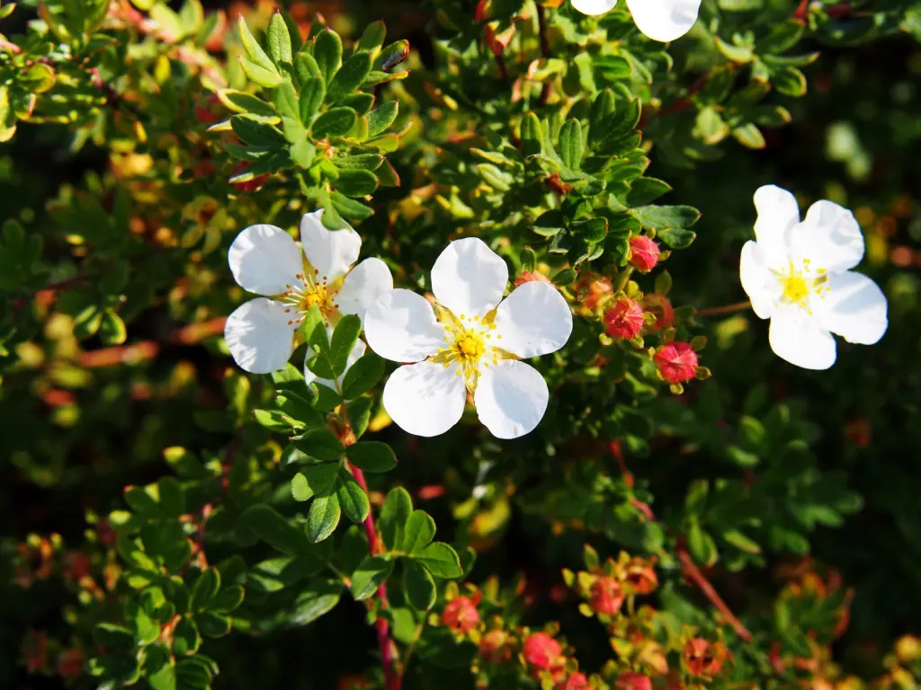 Trädgårdstok ’Abbotswood’ (Dasiphora (Fruticosa-Gruppen) ’Abbotswood’): blomställningar i närbild