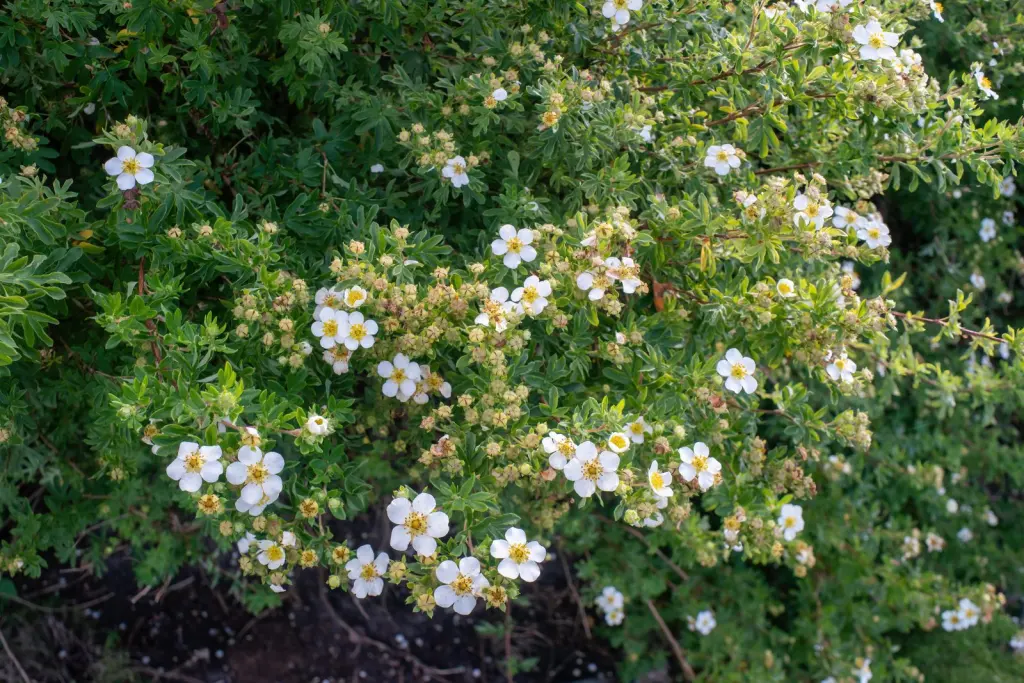 Trädgårdstok ’Abbotswood’ (Dasiphora (Fruticosa-Gruppen) ’Abbotswood’): hel buske med sitt naturliga växtsätt