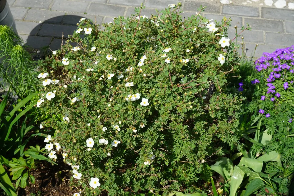 Trädgårdstok ’Abbotswood’ (Dasiphora (Fruticosa-Gruppen) ’Abbotswood’): buskens växtsätt på nära håll