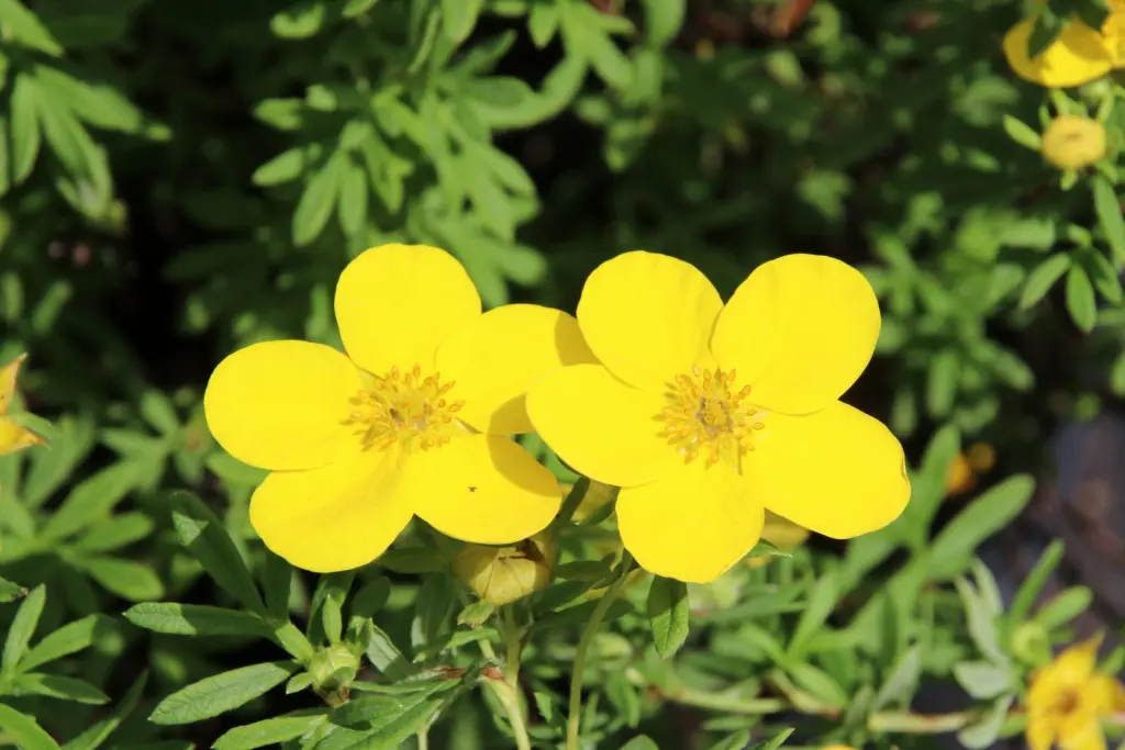 Trädgårdstok ’Goldfinger’ (Dasiphora (Fruticosa-Gruppen) ’Goldfinger’): närbild av blommorna