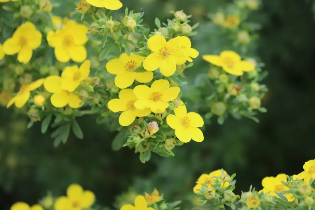 Trädgårdstok ’Goldfinger’ (Dasiphora (Fruticosa-Gruppen) ’Goldfinger’): blommor på nära håll