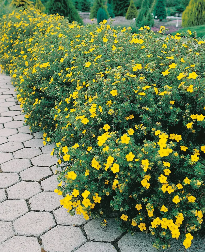Trädgårdstok ’Goldfinger’ 30–50 cm (Dasiphora (Fruticosa-Gruppen) 'Goldfinger')