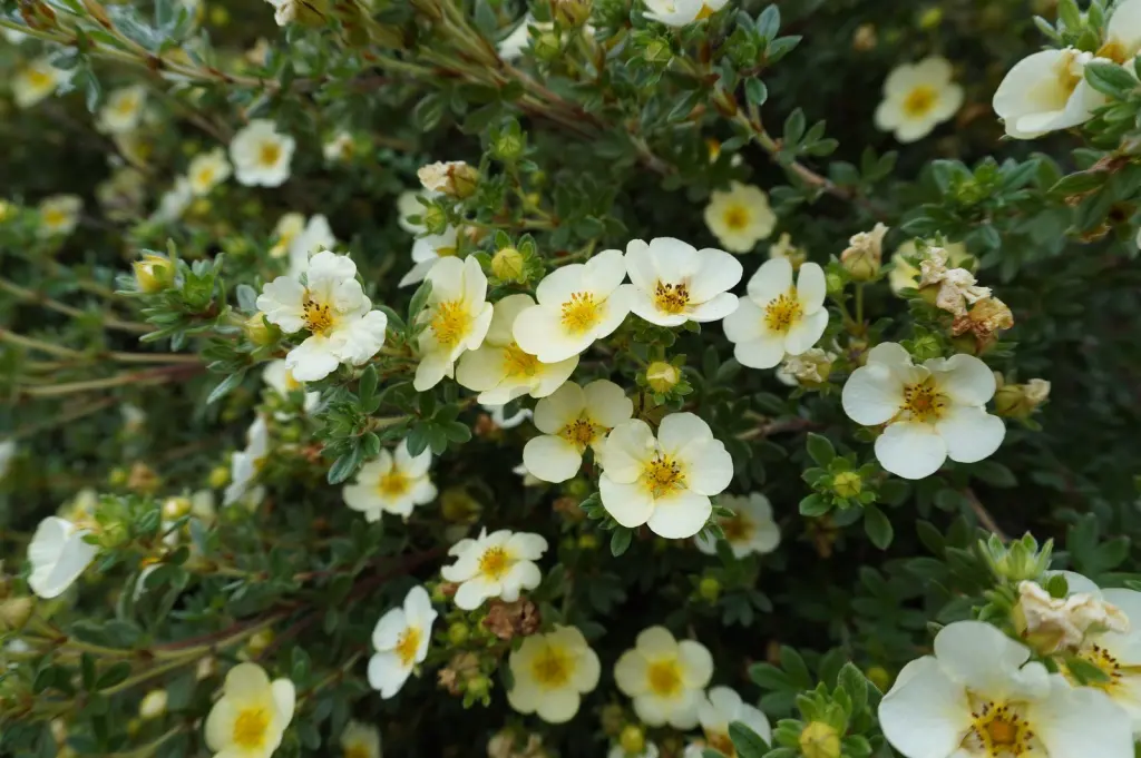 Trädgårdstok ’Sandved’ (Dasiphora (Fruticosa-Gruppen) ’Sandved’): blommor på nära håll