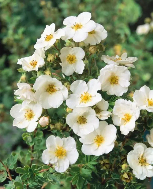 Trädgårdstok ’Sandved’ 20–40 cm (Dasiphora (Fruticosa-Gruppen) 'Sandved')