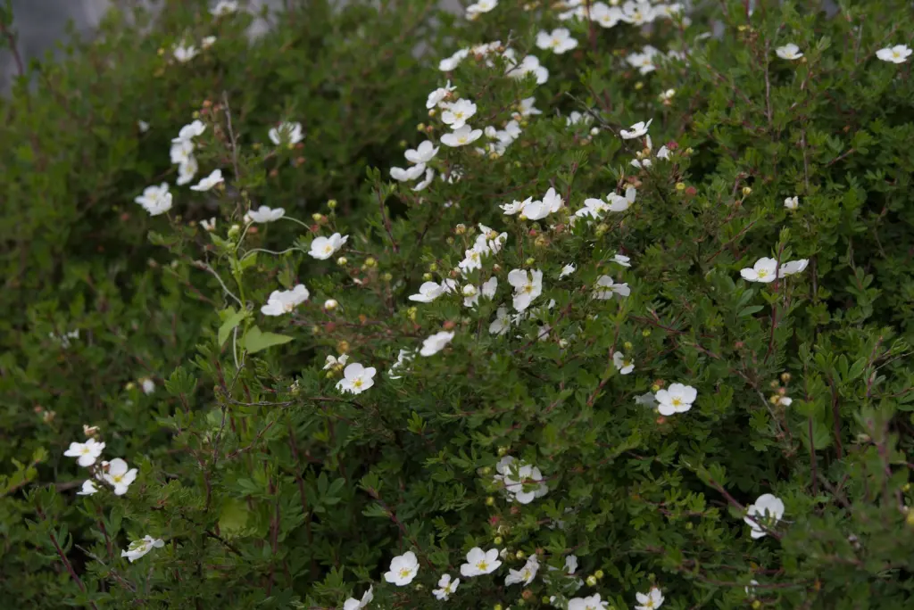 Trädgårdstok ’Sandved’ (Dasiphora (Fruticosa-Gruppen) ’Sandved’): hel buske med sitt naturliga växtsätt