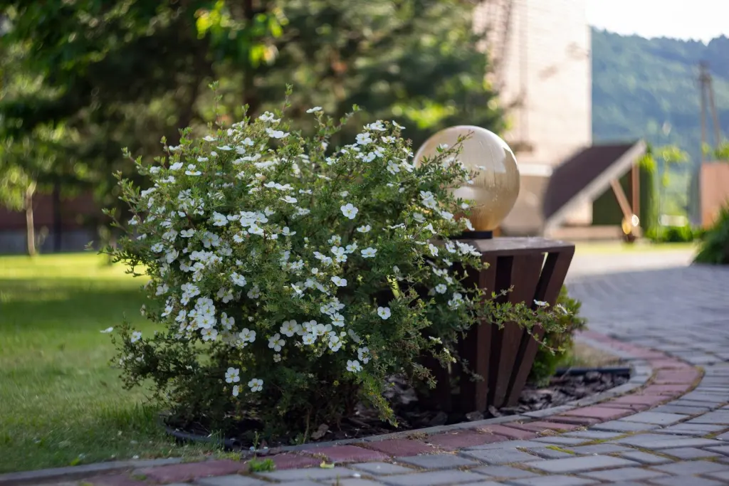 Trädgårdstok ’Sandved’ (Dasiphora (Fruticosa-Gruppen) ’Sandved’): buskens växtsätt på nära håll
