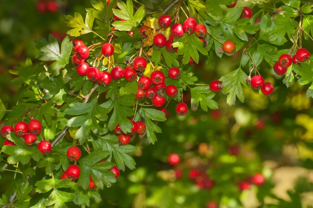 Trubbhagtorn (Crataegus monogyna): bär eller frukter på grenarna