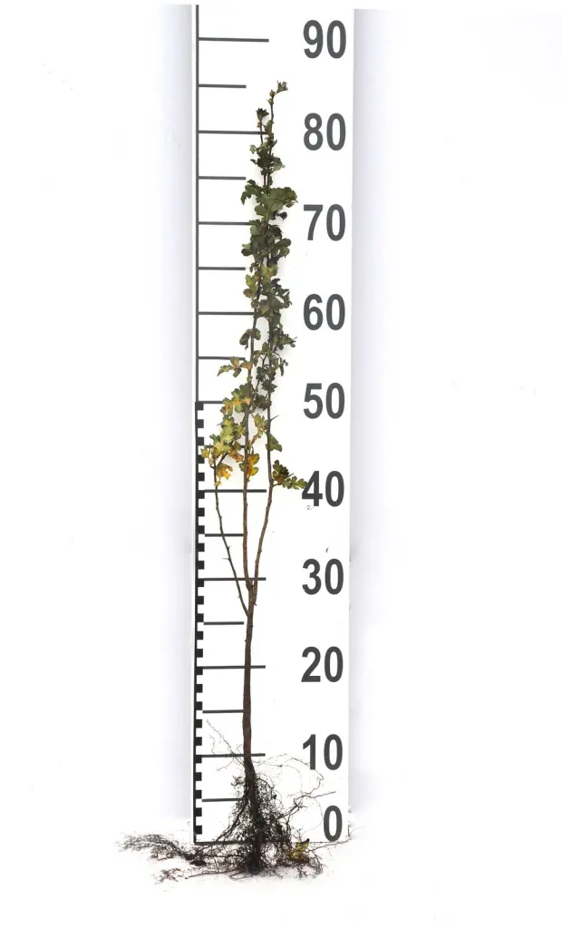 Närbild på en barrotad trubbhagtorn-planta med rotsystem och måttstock