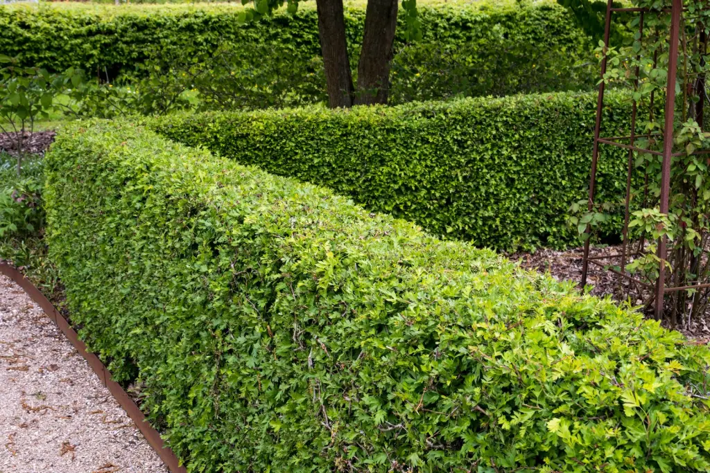 Trubbhagtorn (Crataegus monogyna): klippt häck i trädgårdsmiljö