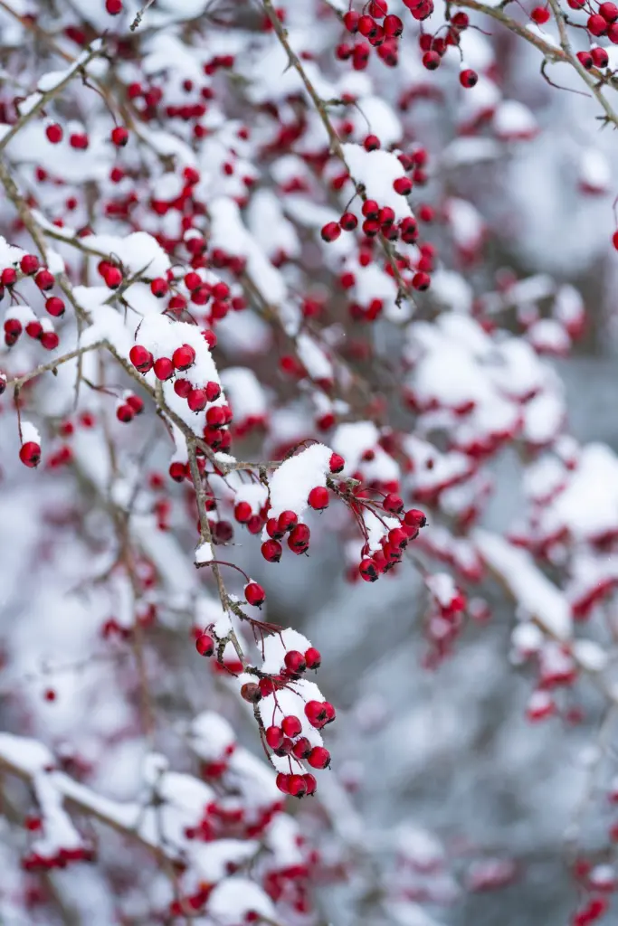 Trubbhagtorn (Crataegus monogyna): häcken på vintern