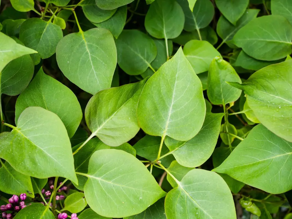 Ungersk syrén (Syringa Josikaea): bladen i närbild