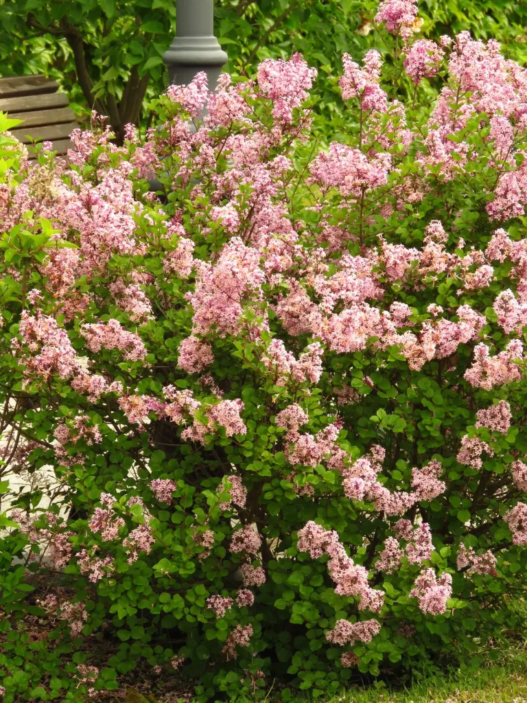 Ungersk syrén (Syringa Josikaea): blommande buske i full blom