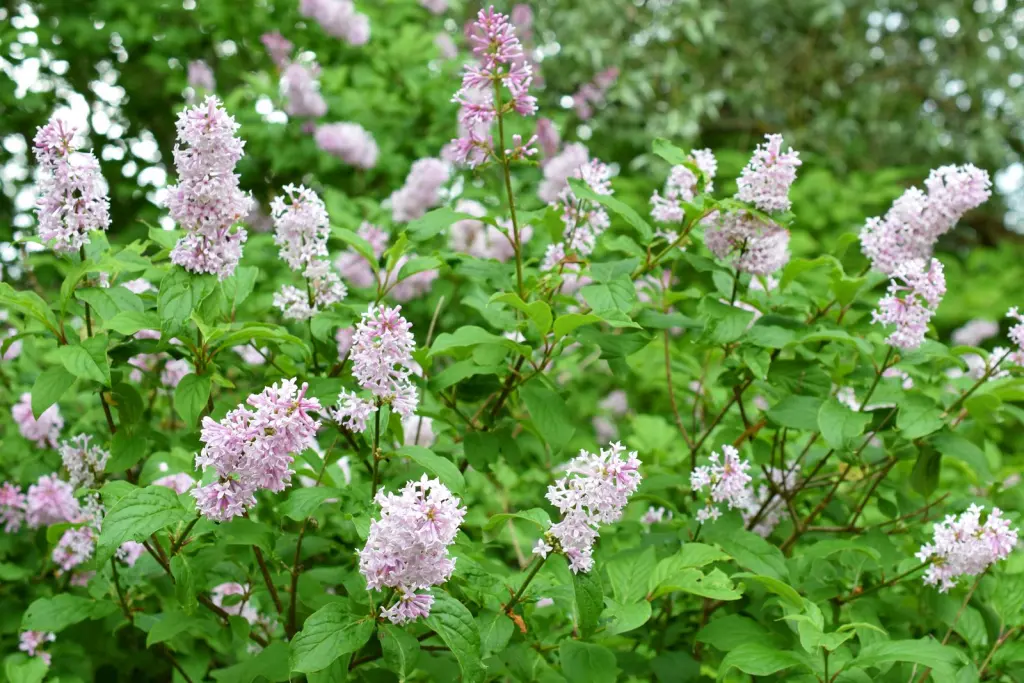 Ungersk syren 30–50 cm (Syringa josikaea)