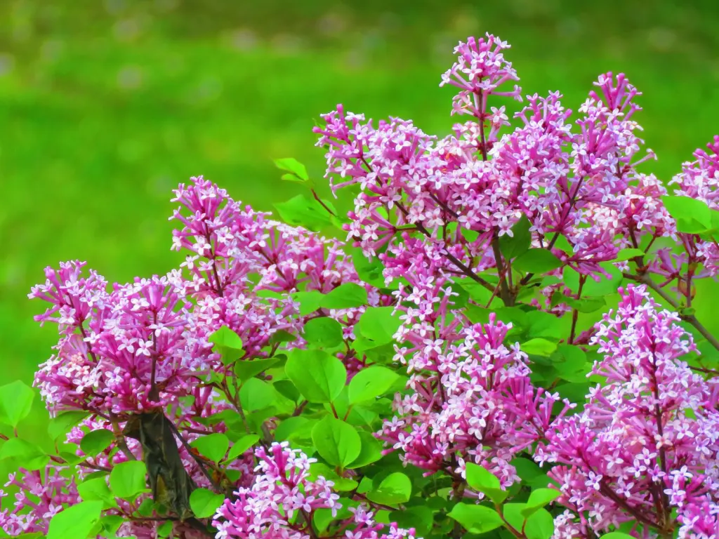Ungersk syrén (Syringa Josikaea): blommor på nära håll