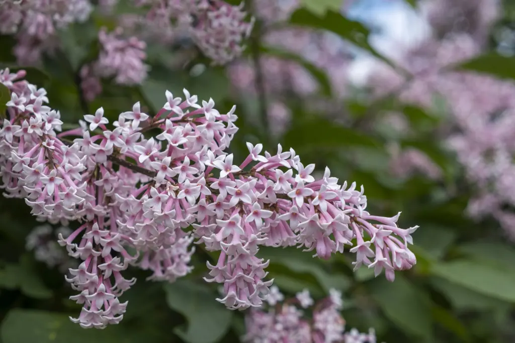 Ungersk syrén (Syringa Josikaea): blomställningar i närbild