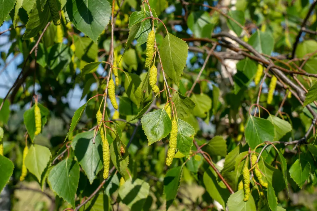Vårtbjörk (Betula pendula): närbild av bladverket