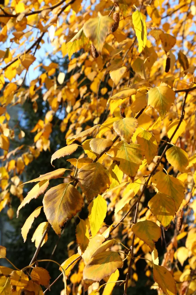 Vårtbjörk (Betula pendula): bladverket i höstfärger