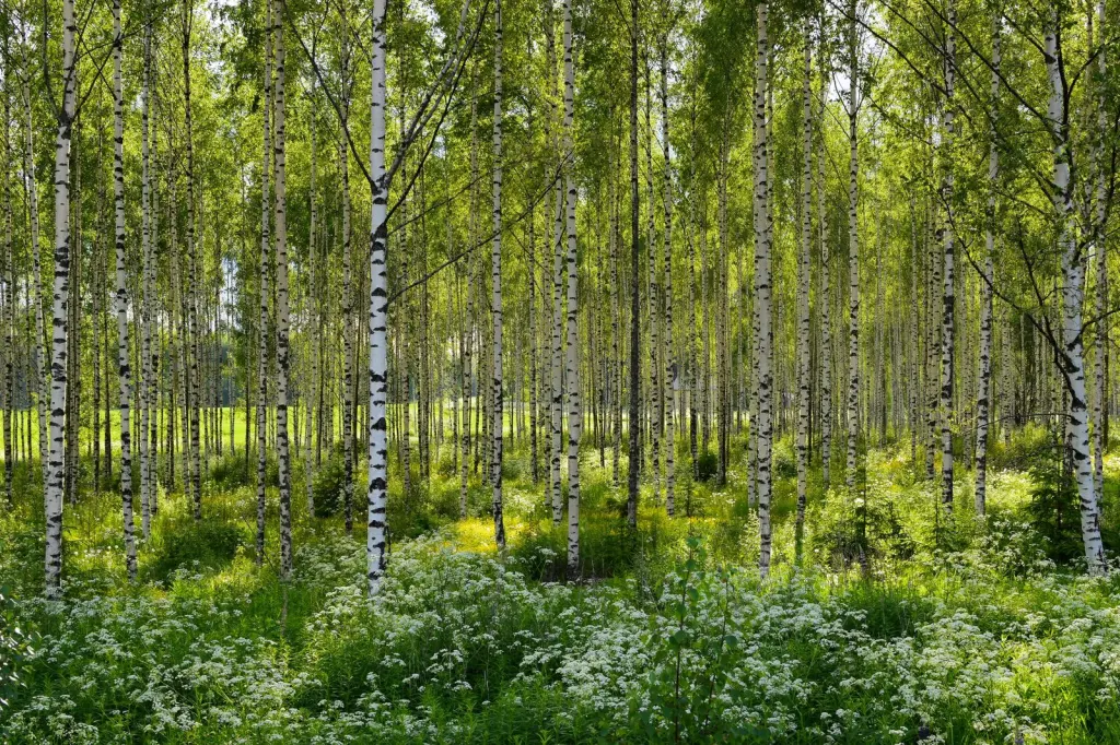 Vårtbjörk (Betula pendula): växten i trädgårdsmiljö