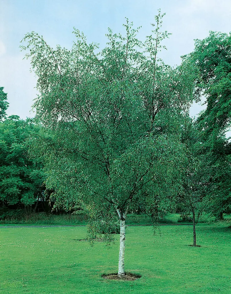 Vårtbjörk (Betula pendula): hel buske med sitt naturliga växtsätt