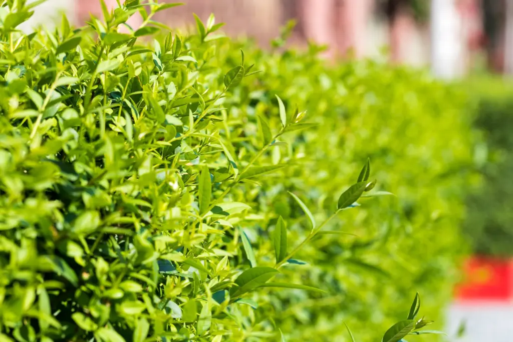 Vinterliguster ’Liga’ (Ligustrum vulgare var. italicum ’Liga’): bladen i närbild
