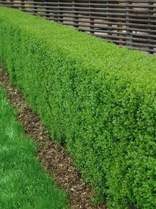 Vinterliguster ’Liga’ 30–50 cm (Ligustrum vulgare var. italicum 'Liga')