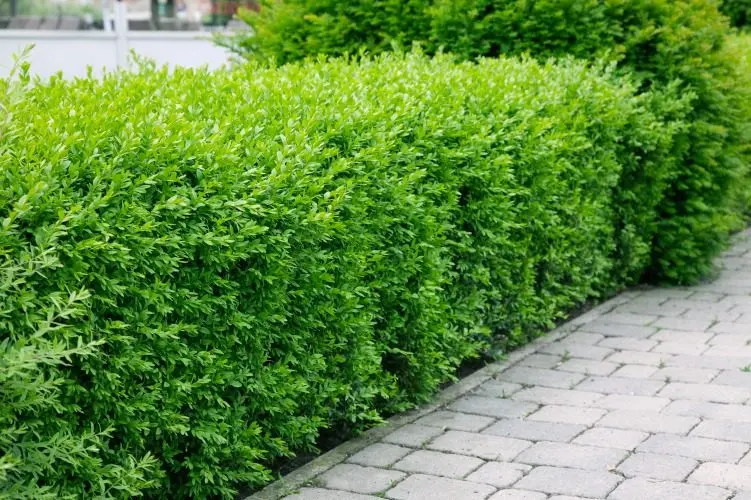 Vinterliguster ’Liga’ (Ligustrum vulgare var. italicum ’Liga’): hög, tät häck som insynsskydd