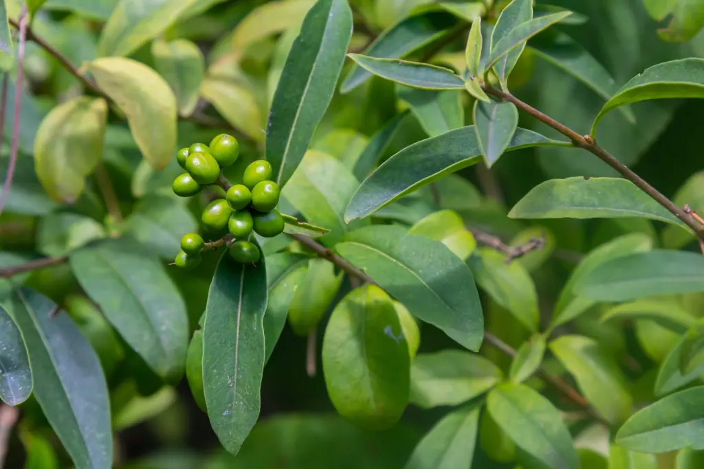 Vinterliguster ’Liga’ (Ligustrum vulgare var. italicum ’Liga’): bär eller frukter på grenarna