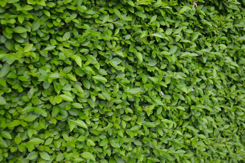 Vinterliguster ’Liga’ (Ligustrum vulgare var. italicum ’Liga’): bladen i närbild