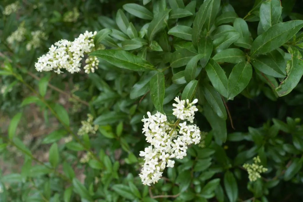 Vinterliguster ’Liga’ (Ligustrum vulgare var. italicum ’Liga’): närbild av blommorna