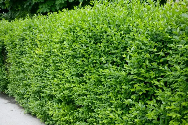 Vinterliguster ’Liga’ 50–80 cm, 3–5 grenar (Ligustrum vulgare var. italicum 'Liga')
