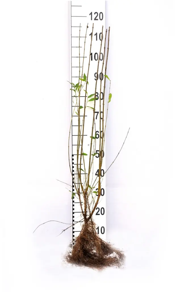 Närbild på en barrotad vinterliguster ’Liga’-planta med rotsystem och måttstock