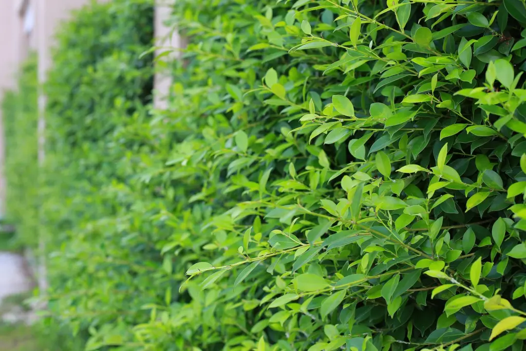 Vinterliguster ’Liga’ (Ligustrum vulgare var. italicum ’Liga’): bladen i närbild