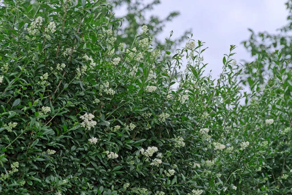 Vinterliguster ’Liga’ (Ligustrum vulgare var. italicum ’Liga’): blommande buske i full blom