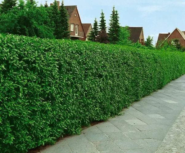 Vinterliguster ’Liga’ (Ligustrum vulgare var. italicum ’Liga’): formklippt häck längs en trädgårdsgräns