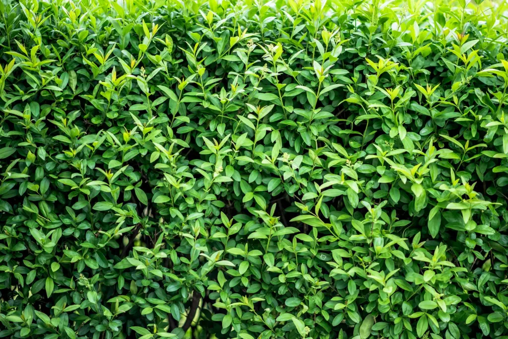 Vinterliguster ’Liga’ (Ligustrum vulgare var. italicum ’Liga’): bladen i närbild