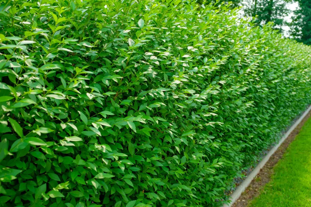 Vinterliguster ’Liga’ (Ligustrum vulgare var. italicum ’Liga’): formklippt häck längs en trädgårdsgräns