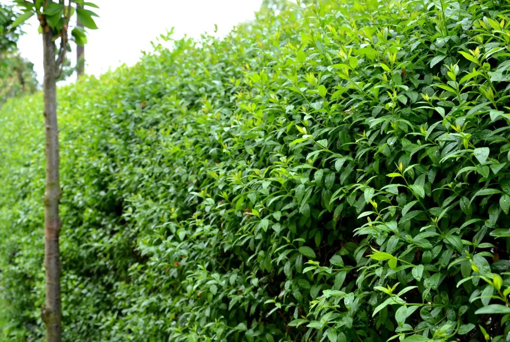 Vinterliguster ’Liga’ (Ligustrum vulgare var. italicum ’Liga’): hög, tät häck som insynsskydd