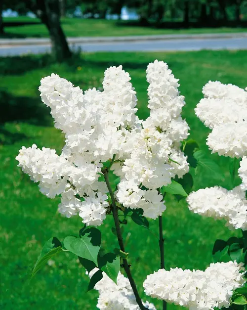 Vit syren (Syringa vulgaris f. alba), produktbild 101070(4)