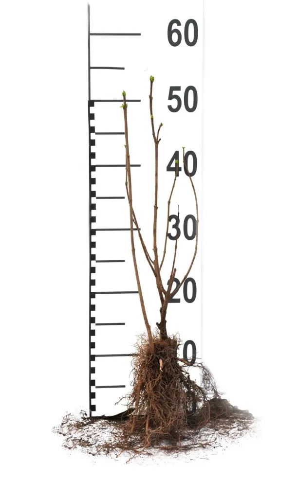 Närbild på en barrotad vit syren-planta med rotsystem och måttstock