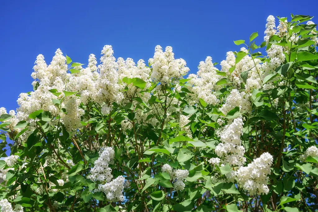 Vit syren (Syringa vulgaris f. alba): blommande buske i full blom